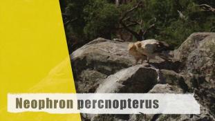 Neophron percnopterus