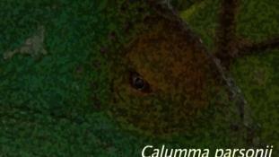 Calumma parsonii