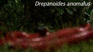 Drepanoides anomalus