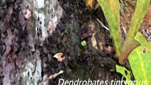 Dendrobates tinctorius