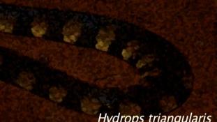 Hydrops triangularis