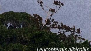 Leucopternis albicollis