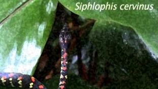 Siphlophis cervinus