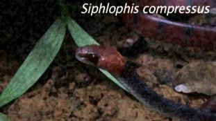 Siphlophis compressus