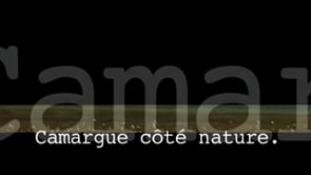 Teaser-Camargue