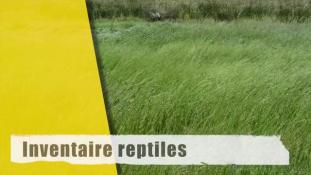 Inventaire reptiles-2/2