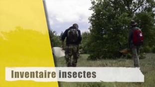 Inventaire Insectes