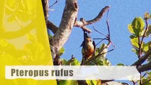 Pteropus rufus