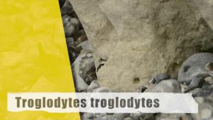 Troglodytes troglodytes