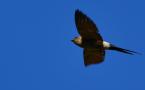 Cecropis rufula - Hirondelle rousseline - Red-rumped Swallow (ang) - Golondrina Daurica (sp)