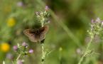 Maniola jurtina - Myrtil - Meadow Brown (ang) - Loba (sp)