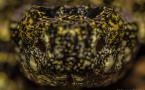 Bothrops taeniata (Grage lichen)