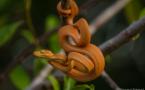 Corallus hortulanus (Boa d'Amazonie)