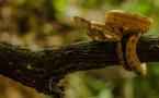 Corallus hortulanus (Boa d'Amazonie)