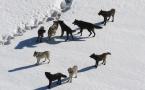 "Yellowstone Wolves" by Doug Smith - http://www.nps.gov/yell/photosmultimedia/photogallery%2Ehtm?eid=379961&root_aId=547#e_379961. Licensed under Public Domain via Wikimedia Commons - https://commons.wikimedia.org/wiki/File:Yellowstone_Wolves.jpg#/media/F