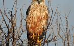 busard des roseaux se reposant dans un arbre