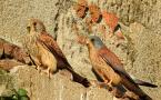 lesser kestrel