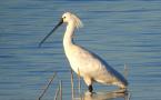 Spoonbill