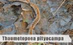 Thaumetopoea pityocampa