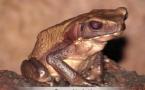 Reptiles et Amphibiens de Guyane