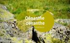Oenanthe oenanthe