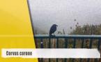 Corvus corone