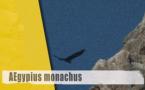 Aegypius monachus