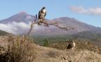 Canarias, a la sombra de los volcanes