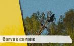 Corvus corone