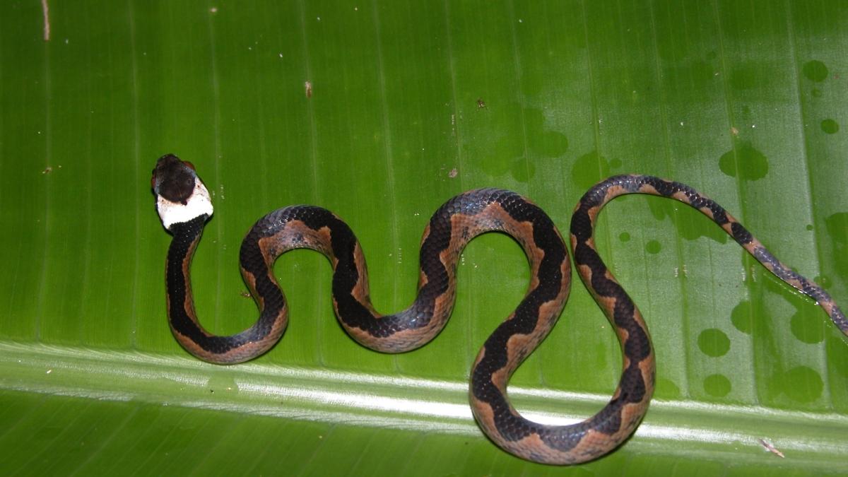 Leptodeira Annulata | Bio-Scène.org