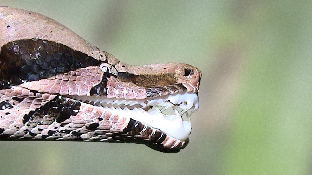 Boa Constrictor | Bio-Scène.org